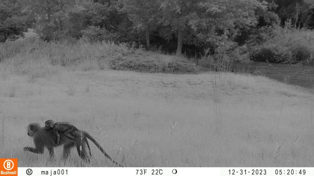 safari wildlife cam