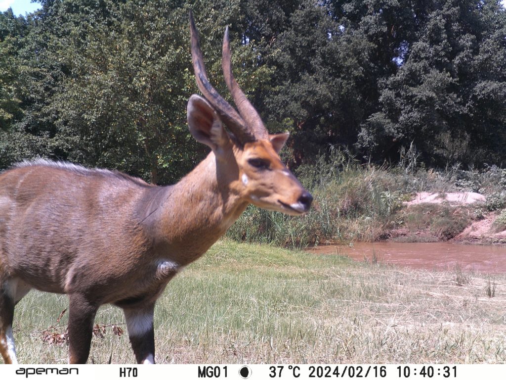 safari wildlife cam