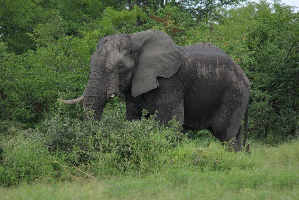 Where can you see elephants in South Africa?