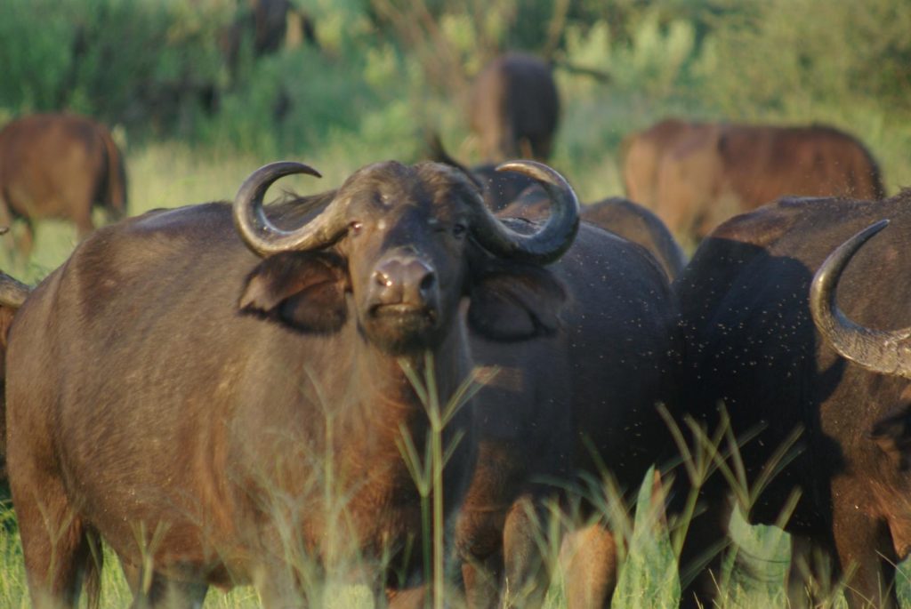 Where can you see elephants in South Africa?