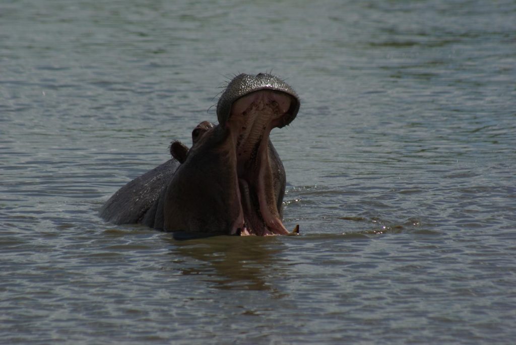 What river runs through the Kruger National Park?