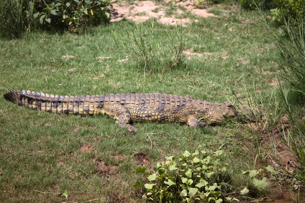 What river runs through the Kruger National Park?