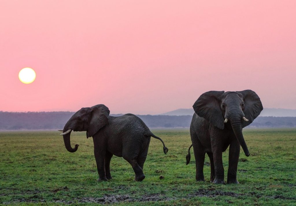 Where can you see elephants in South Africa?